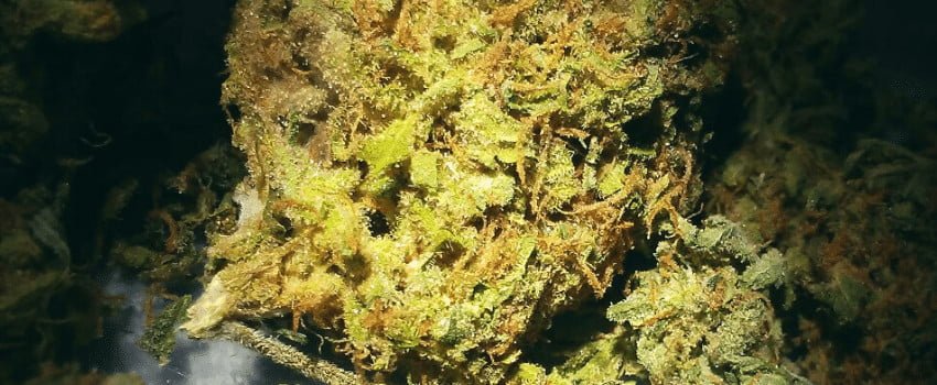 closeup photo of mango tango cannabis bud