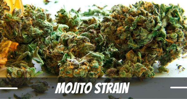 Mojito Strain