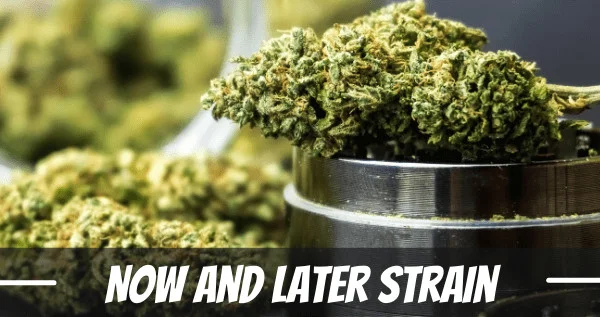 Now and Later marijuana strain