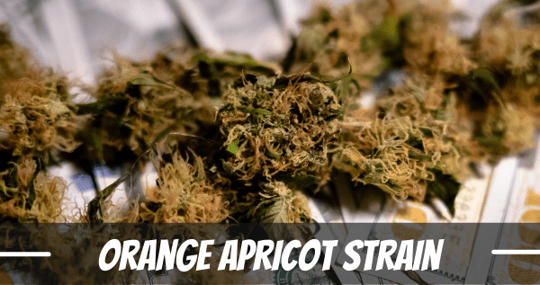 Orange Apricot strain