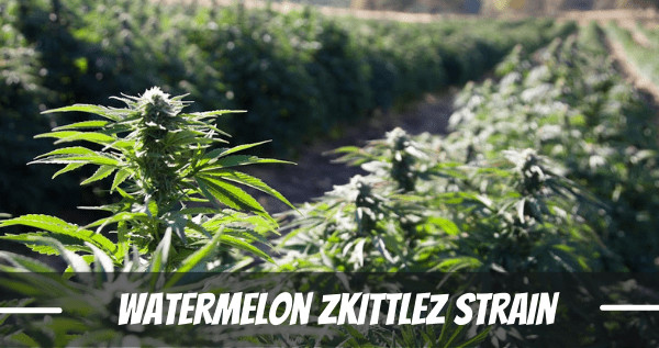 Watermelon Zkittlez marijuana Strain