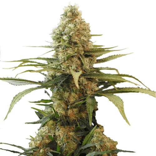 Chronic Widow Strain