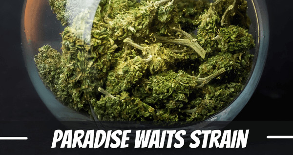 paradise waits strain