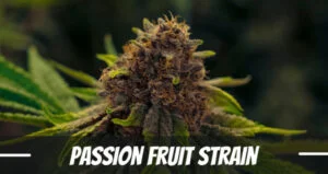 passion fruit Strain