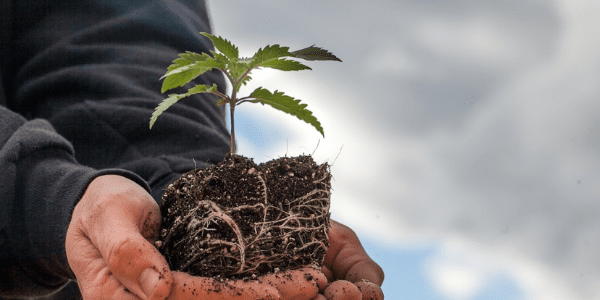 Passion Fruit strain Marijuana Plant