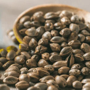 sativa seeds