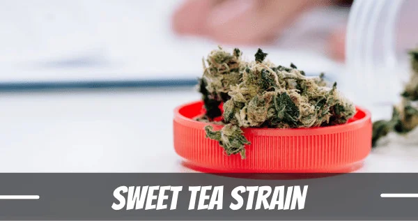 sweet tea marijuana strain