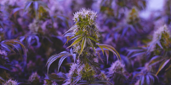 top strains for growers