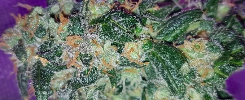closeup photo of Amnesia cannabis strain buds