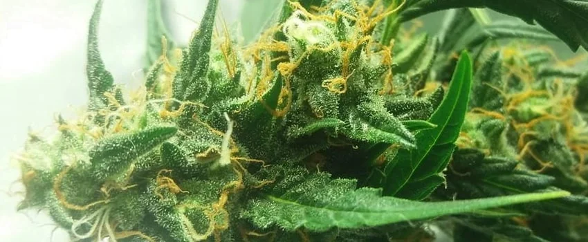 huge Amnesia cannabis strain buds