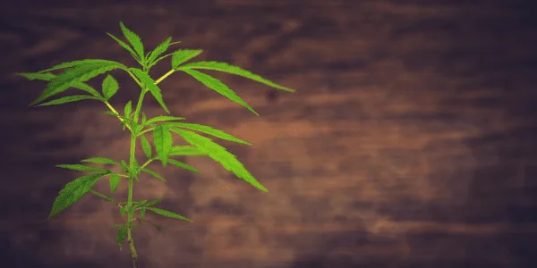 Growing Crème Brûlée pot strain