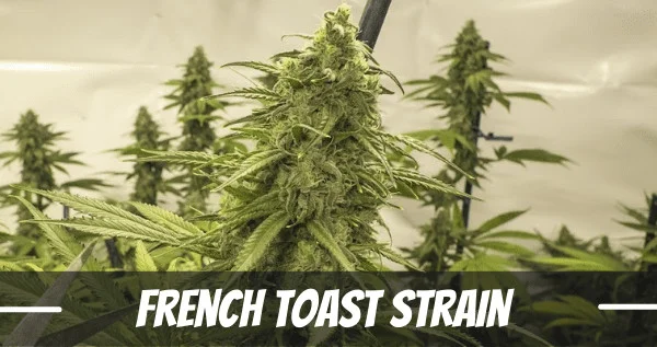 French Toast Marijuana strain