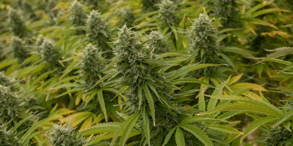 Growing Gary Payton Strain