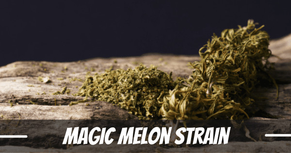 Magic Melon Strain