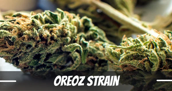 Oreoz Strain