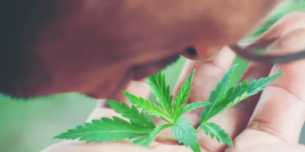 French Toast strain Fragrance