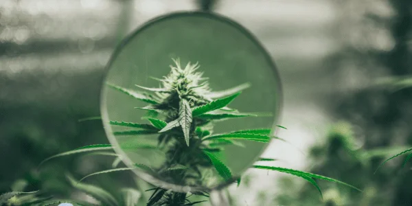 Growing French Toast Strain