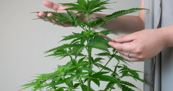 growing marijuana at home