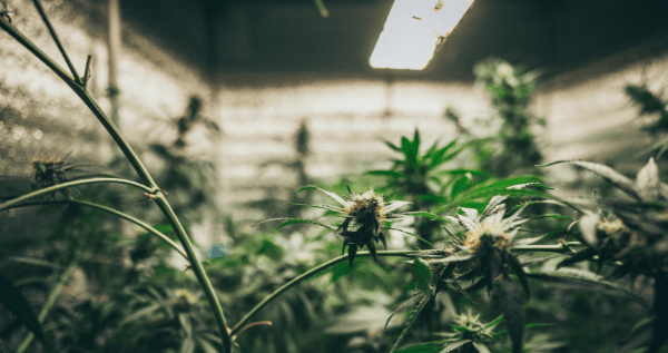 Growing marijuana indoors under grow light