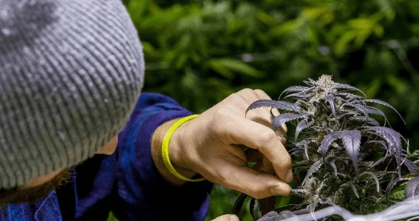 Growing Meat Breath Strain