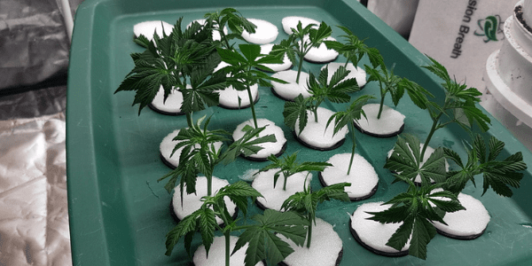 hydroponics system for marijuana