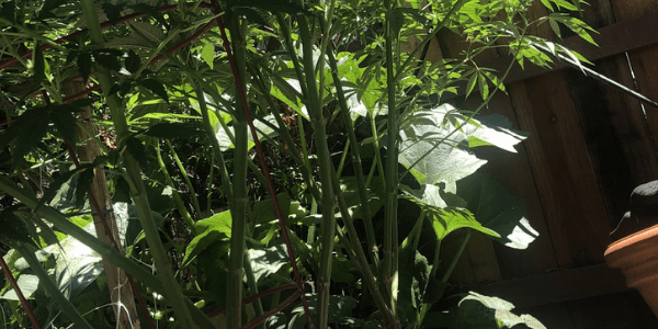 lollipopping cannabis plants