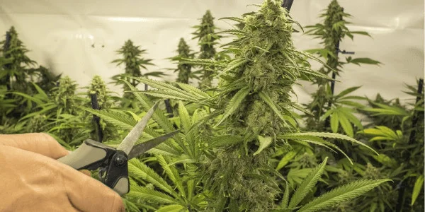 Growing Pink Panties Strain