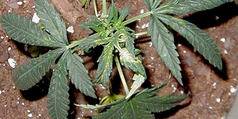 How to fix copper deficiency cannabis