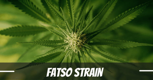 FATSO CANNABIS STRAIN