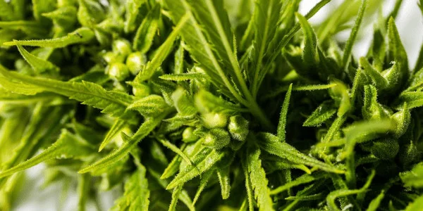 Gelonade Strain