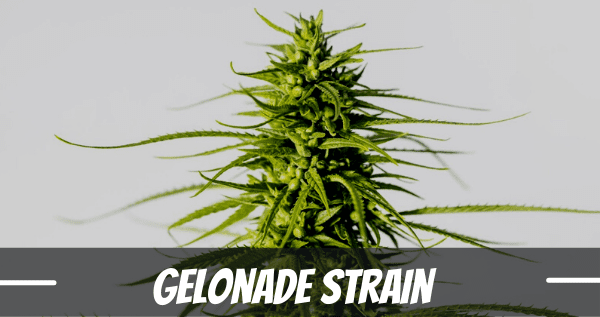 Gelonade cannabis Strain