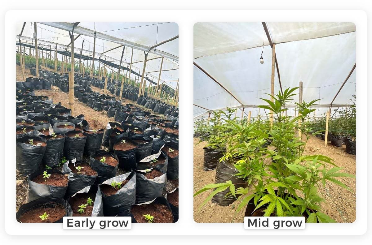 Inside look of ILGM greenhouse