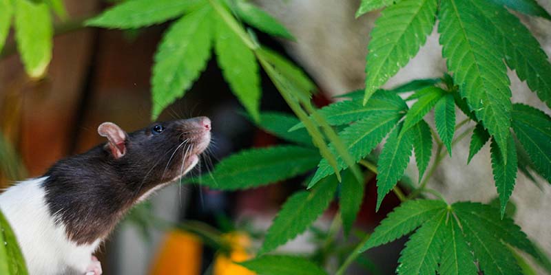 Marijuana Pests Rats and Mice