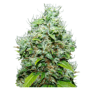 INDICA STRAIN