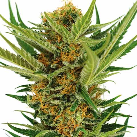 Jack herer strain