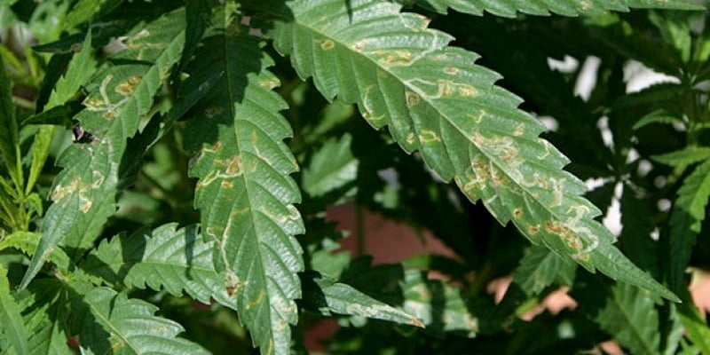 Leaf Miners