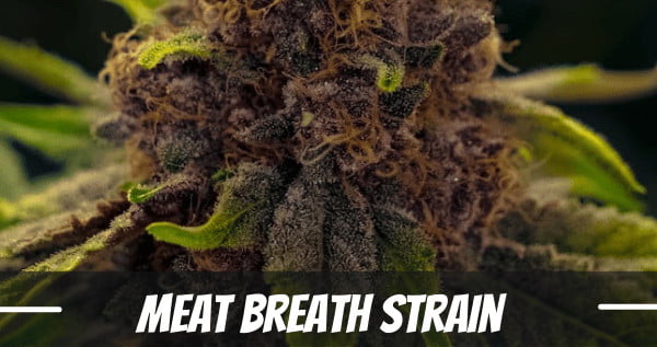 Meat Breath Strain