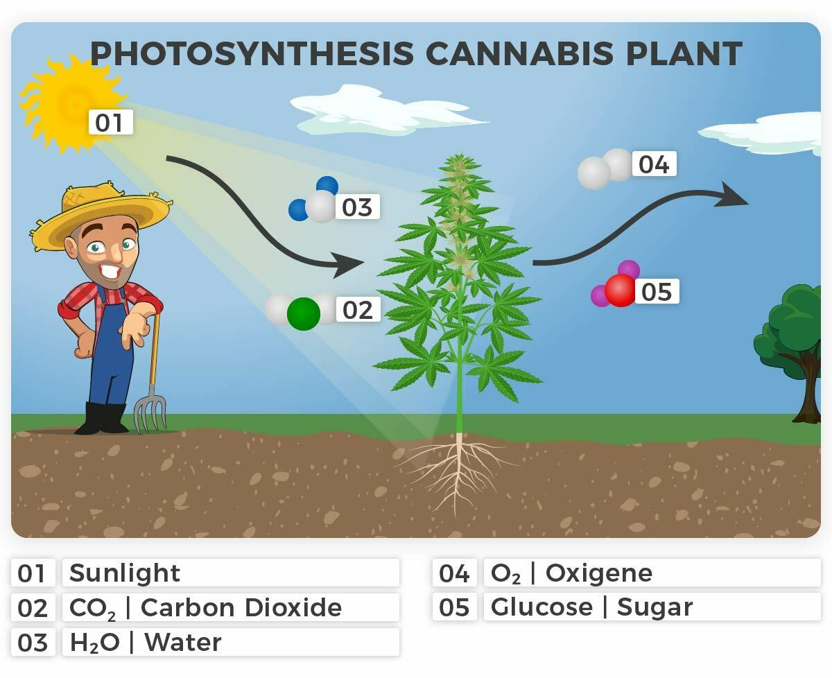 Photosynthesis creates sugar for the cannabis plants to generate energy (respiration)