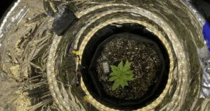 Grow Cannabis in Space Buckets