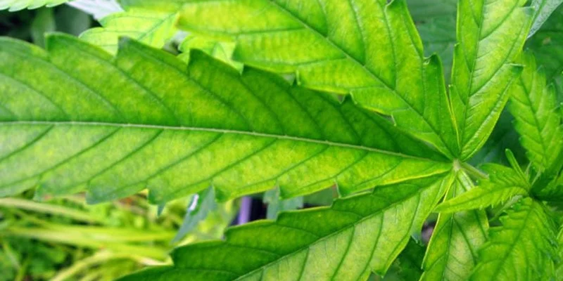 Sulfur Deficiency