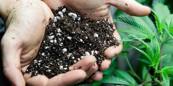 Growing Gelonade Strain