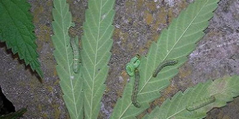 a marijuana plant with caterpillars