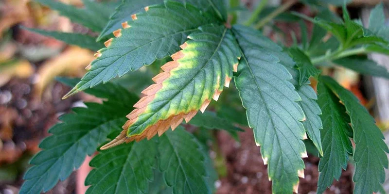 Potassium Deficiency