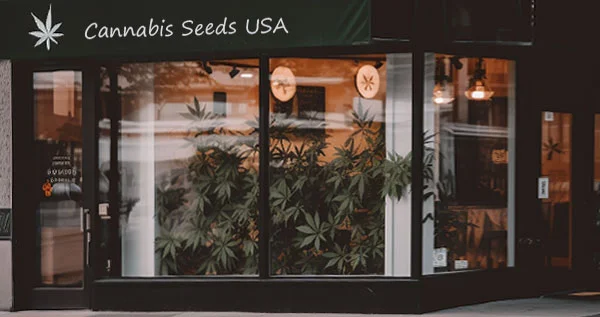 cannabis seed bank in the usa