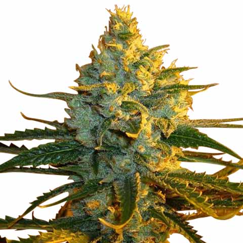 super lemon haze marijuana strain feminized