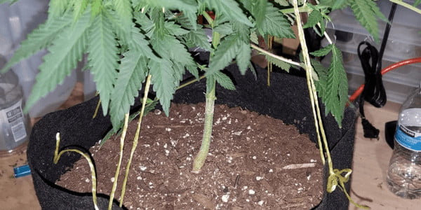 Doing HST on cannabis plant