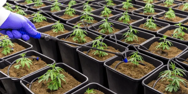 Growing Grape Soda Strain