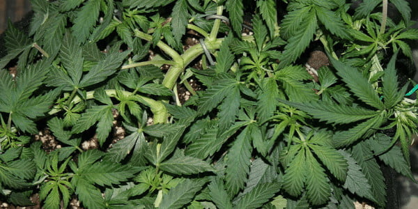 HST and marijuana plants risks