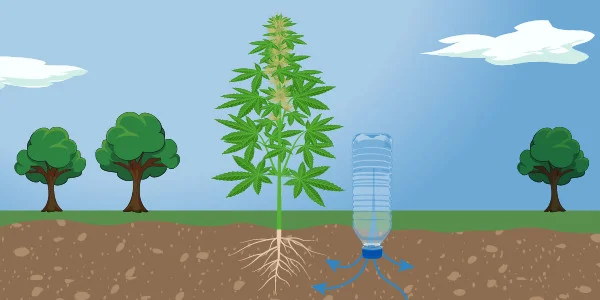 How to water outdoor marijuana plants with bottle