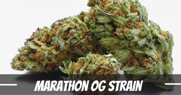 Marathon OG Strain